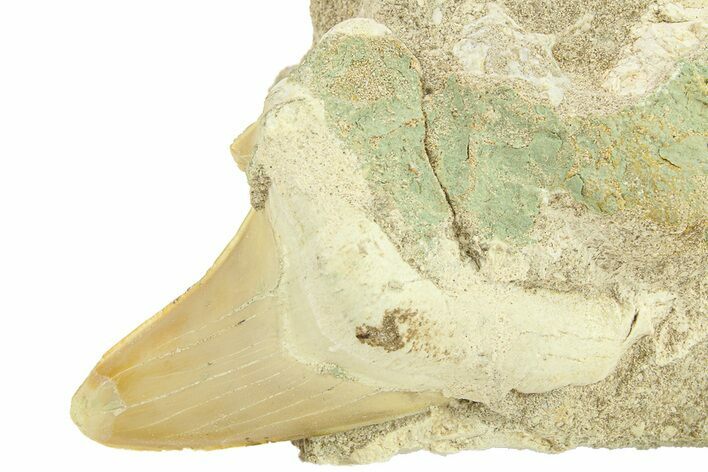 Otodus Shark Tooth Fossil in Rock - Morocco #292024